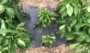 Southeast Michigan vegetable update – July 29, 2020