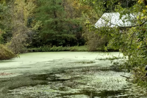Cold weather kills pond duckweeds, until spring