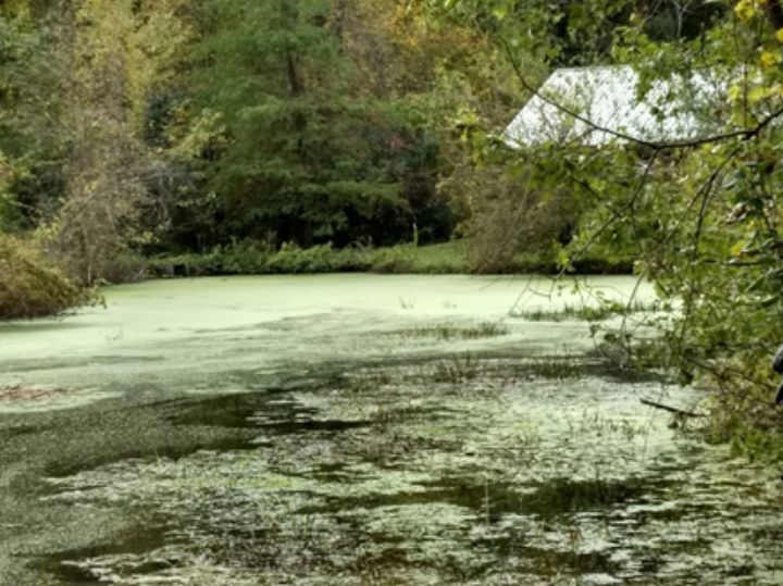 Cold weather kills pond duckweeds, until spring Lakes, Streams