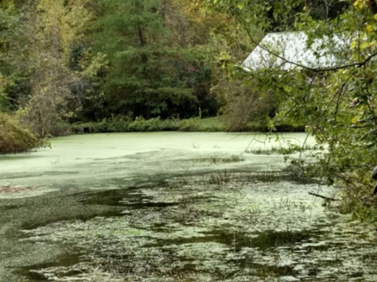 Duckweed covering a pond.