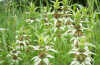 Spotted bee balm growing in a field.