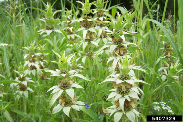 Horsemint (Spotted bee balm)