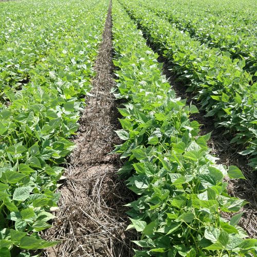 Rows of lush soybean plants growing in a field