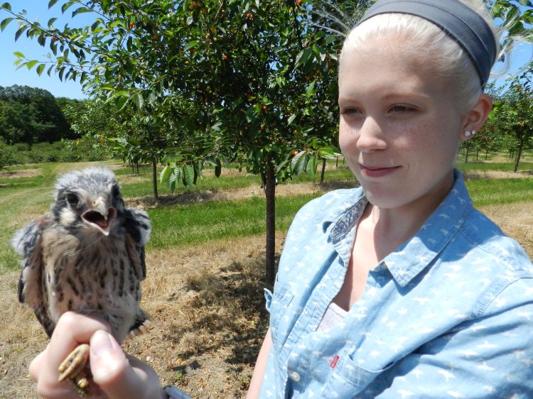 MSU integrative biology graduate student Megan Shave with a nestling American kestrel banded in Leelanau County