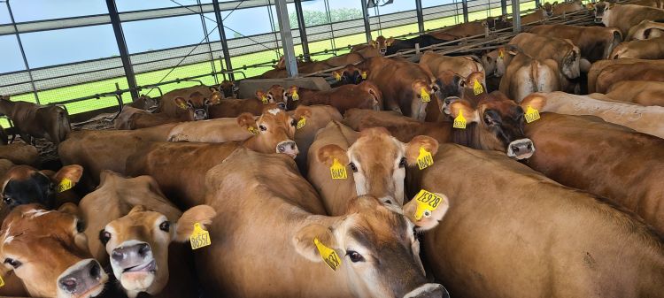 Stocking density in a dairy barn can impact cow performance - Dairy