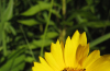 Sand coreopsis