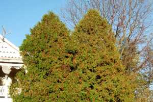Why Are My Evergreens Losing Their Needles Msu Extension
