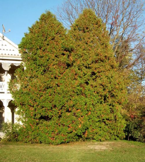 Seasonal needle browning of eastern arborvitae. Photo credit: Elizabeth Bush, Virginia Polytechnic Institute and State University, Bugwood.org