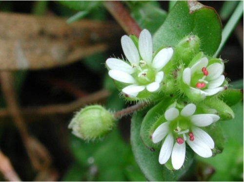  common chickweed4.jpg 