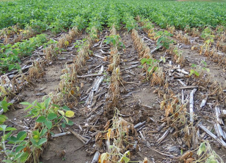 Phytophthora root and stem rot in soybean