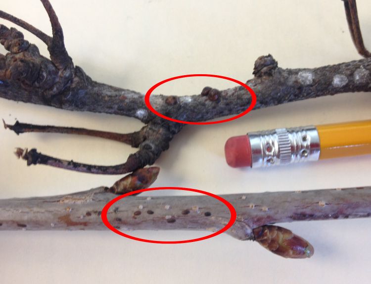 Mature lecanium scale empty shells on the top branch, and overwintering fertilized female lecanium scales on the bottom branch.