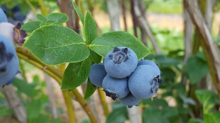 The MSU Product Center Food-Ag-Bio assists small businesses, such as blueberry farms, by helping them developing value-added products from their farms.