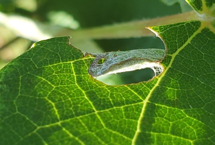 A pupa of grape berry moth