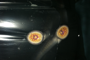 New MSU research details lake trout reproductive response to sea lamprey parasitism