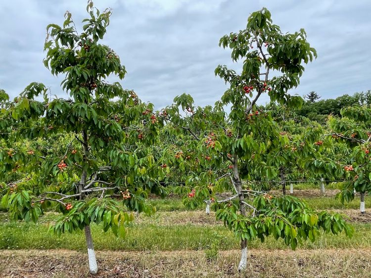 Sweet cherries turning red.