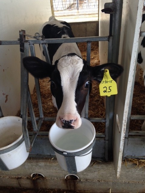 Water For Calves Is Important Msu Extension