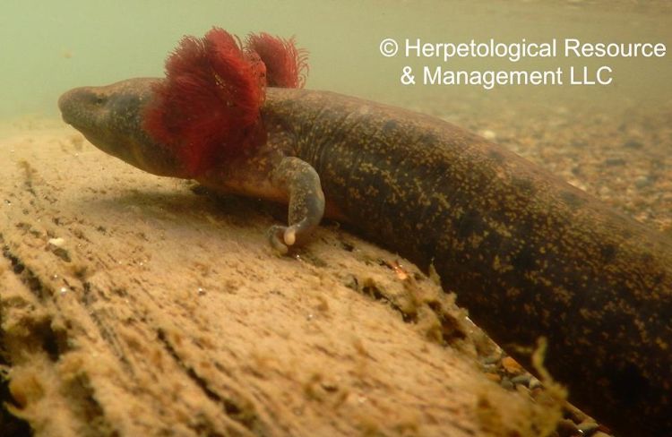 Mudpuppies are actually an amphibian and although they have lungs and can gulp air they rely on their feathery red external gills for oxygen. Photo: Herpetological Resource Management