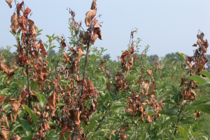 Controlling fire blight without antibiotics in organic apples goal of new USDA project