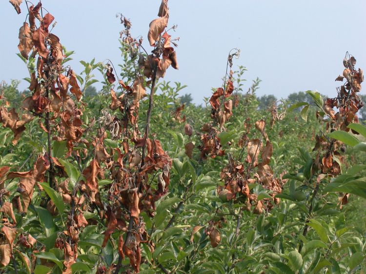 Fire blight of an apple tree