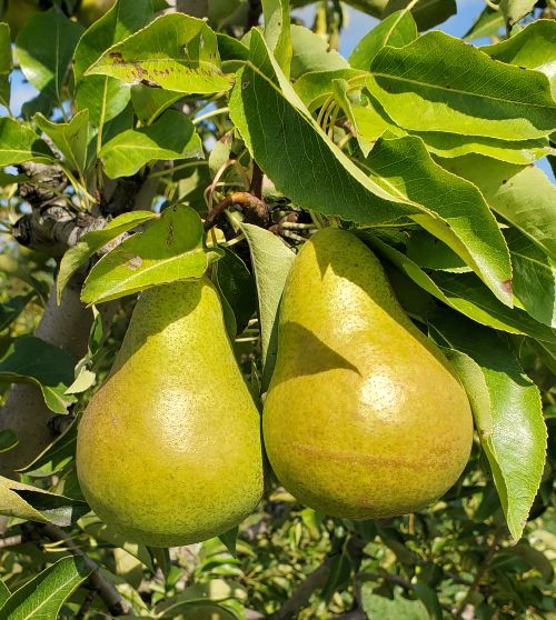 Pears ready for harvest.