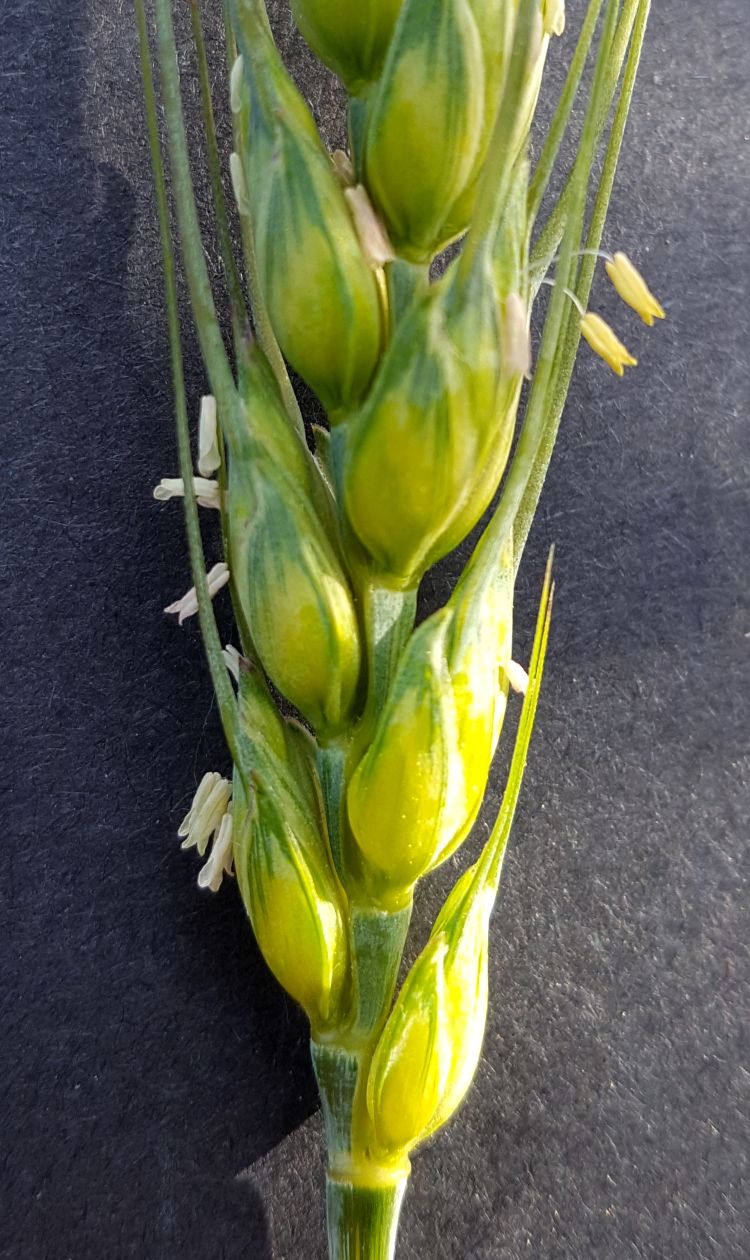 Wheat head with flowers