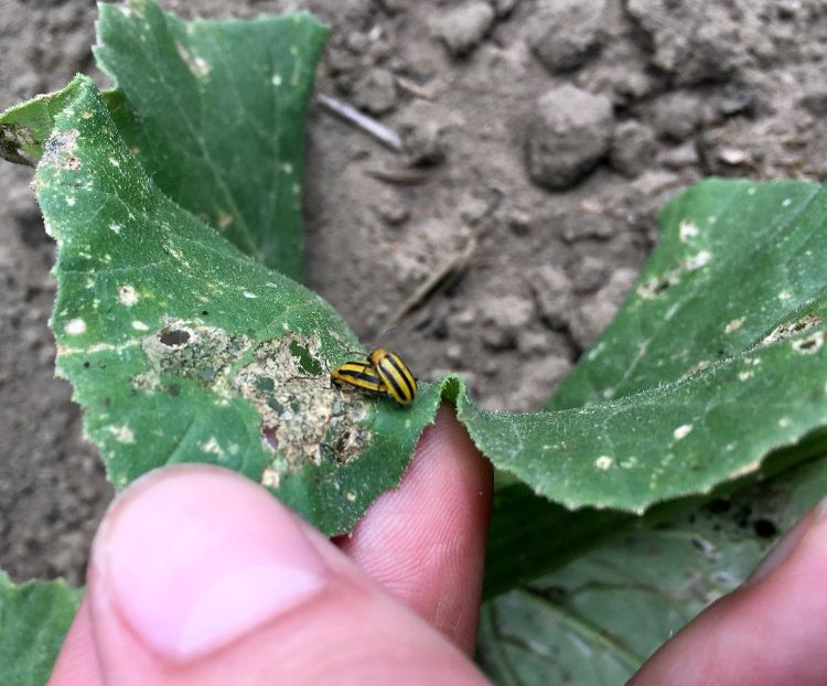 These industrious striped cucumber beetles are busy creating damage and the next generation of cucumber beetle. Photos by Marissa Schuh, MSU Extension.