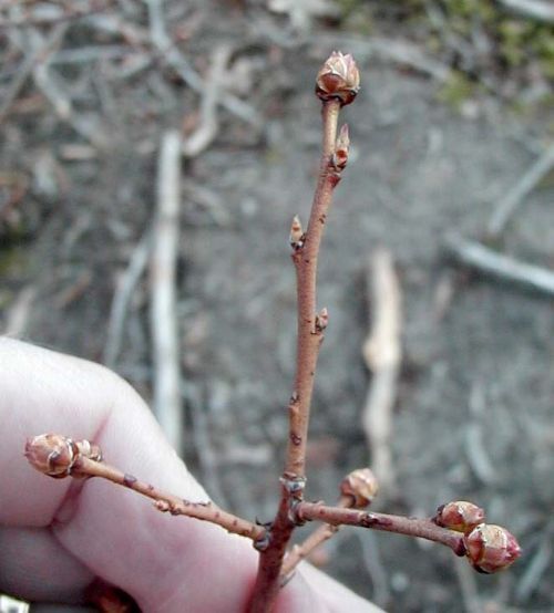 Jersey shoot at the beginning of bud burst