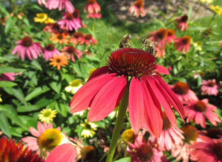 Pollinators are an important part of the ornamental landscape. Photo credit: Kristin Getter, MSU