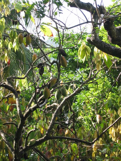 Cacao trees grow in rainforests and cacao pods grow directly on the trunks of cacao trees.