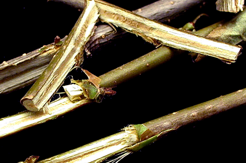  Trees may have dark streaks in the sapwood. 