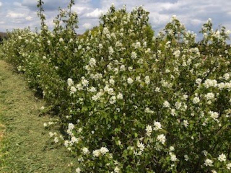 Saskatoons in bloom