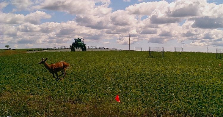 A deer running in a field with a tractor behind it.