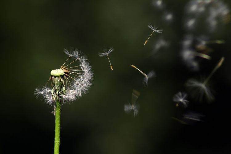 Dandelion seeds being carried by the wind.