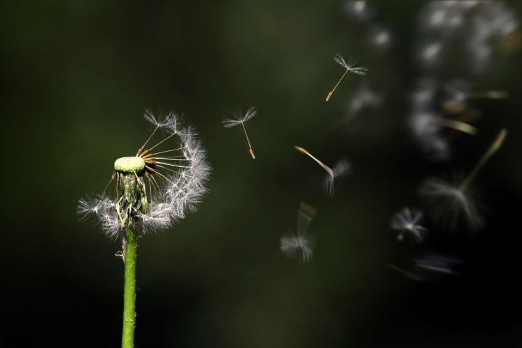 Dandelion seeds being carried by the wind. For decorative purposes.