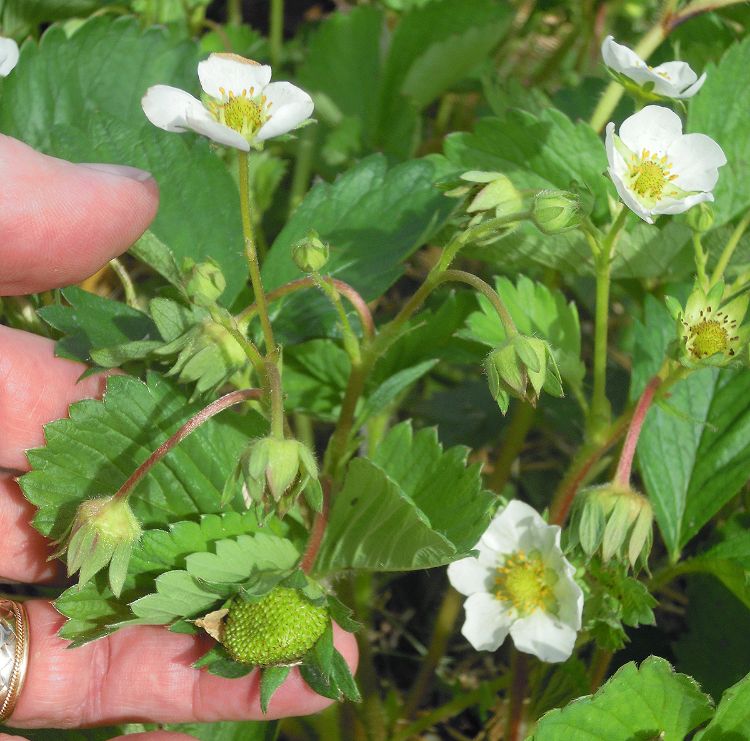 Strawberry bloom and fruit. The primary flower in this fruit cluster is now a thimble-sized fruit as the last flowers are just opening. Photo credit: Mark Longstroth, MSU Extension.