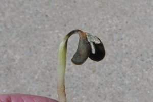 Assessing frost/freeze damage to emerged soybeans