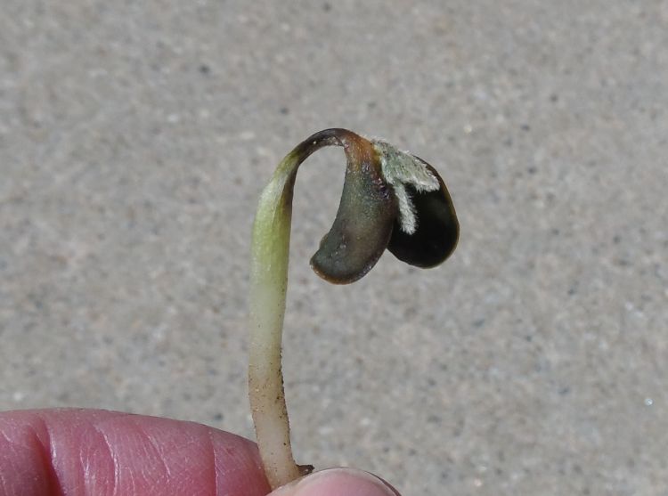 Dead soybean seedling.