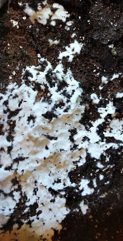 Mold in your potting mix is generally not a reason for concern
