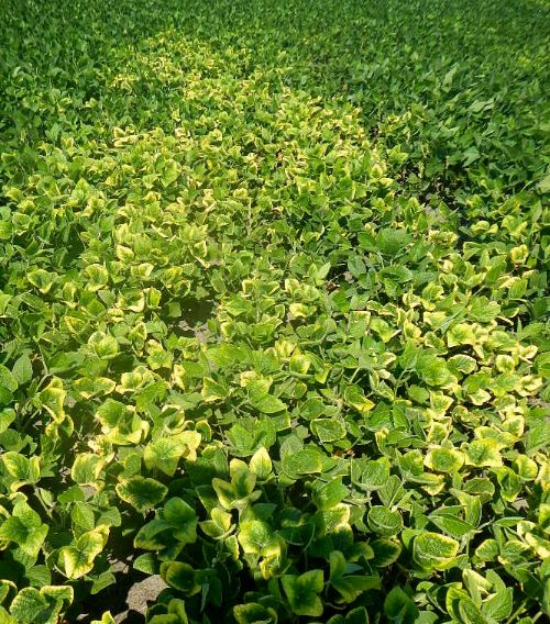 Photo 1. Typical foliar symptoms of potassium deficiency in soybean field.