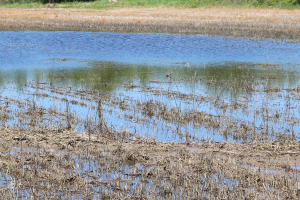 Significant flooding in Michigan has caused hardships for agriculture, MSU Extension responds.