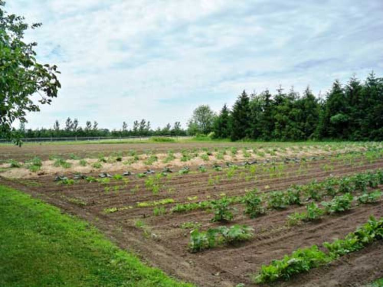 A view from a garden. Photo courtesy of Mark Thomas