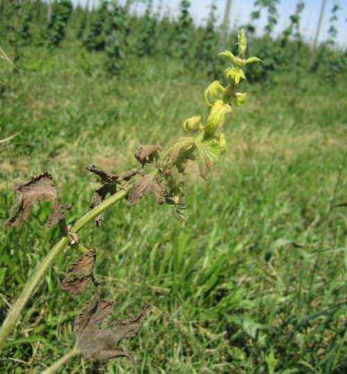 Yellow and stunted spring hop spike