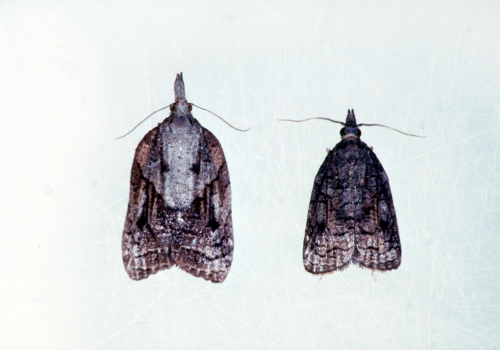 Adult female (left), male (right), varies from mottled gray at the wing base to brown at the wing tip with lighter-colored margins along the wingâ€™s leading edge. 