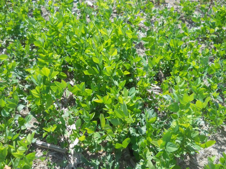 Galega planted in early June 2018.