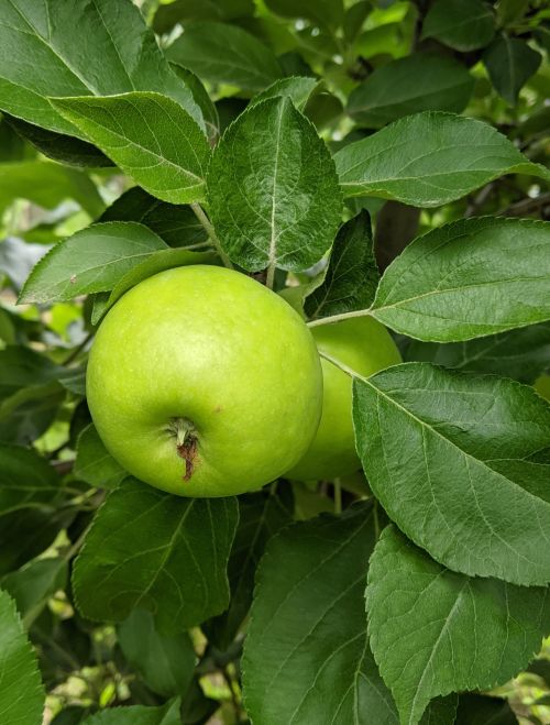 Green apple on apple tree.