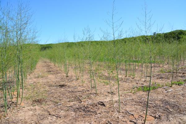Weed control after final harvest in asparagus - Vegetables