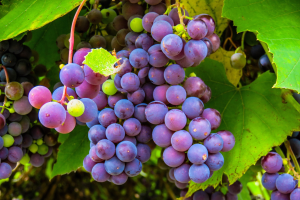 Let’s grow grapes in containers