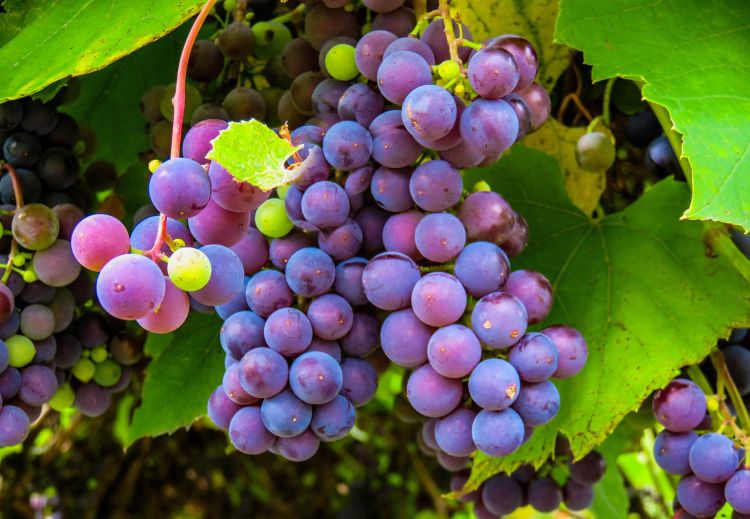 Grapes on the vine. Photo credit: Pixabay.