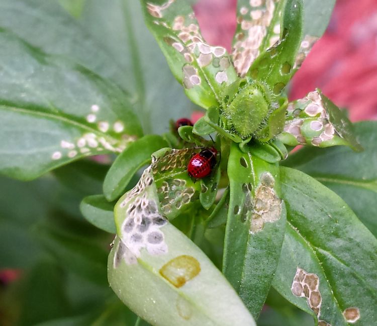 Four-lined plant bug nymph and injury to snapdragon in Oakland County. Photo by Jan Semisweet.