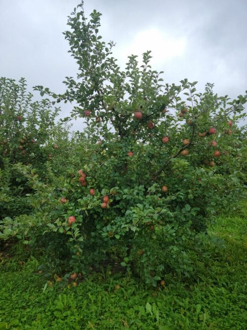 Evercrisp apples in a tree.